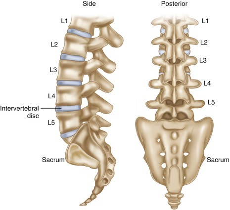 lumbar spine